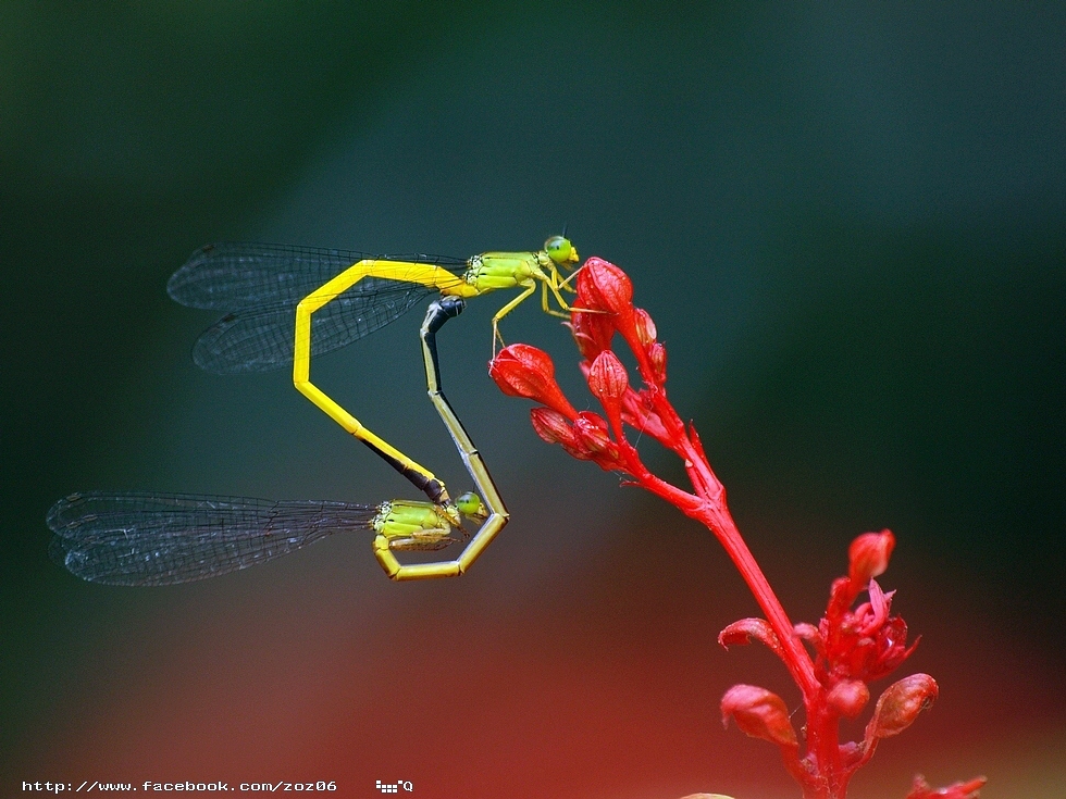 http://i.dcview.tw/gallery/201204/6728839d9e5db30f1f1a376634a4540f.jpg