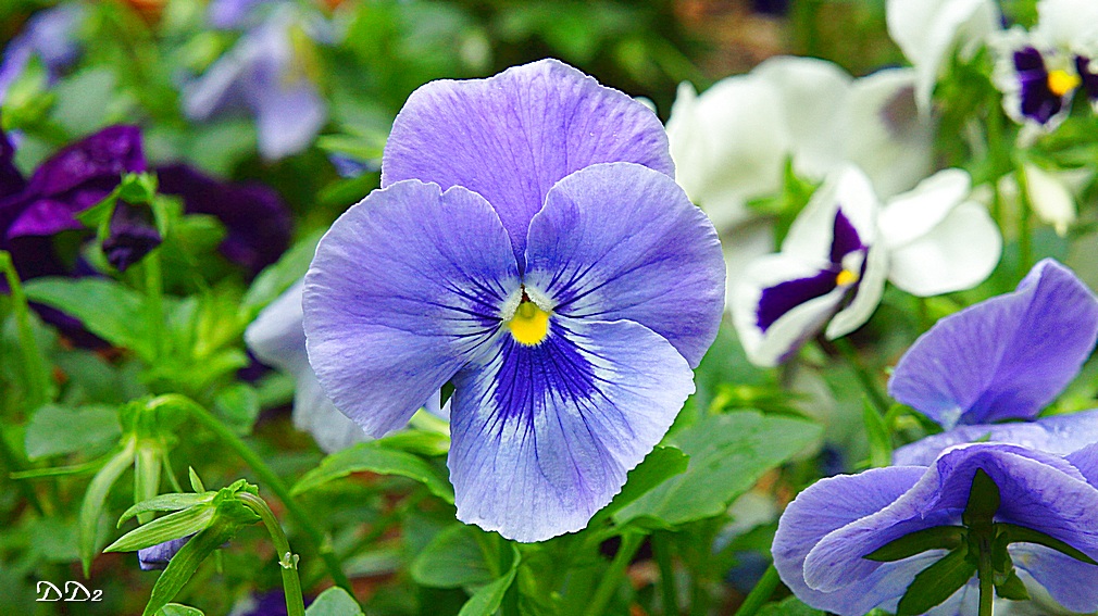 http://i.dcview.tw/gallery/201204/68ac51b7e7b64c8643dce32783973d76.jpg