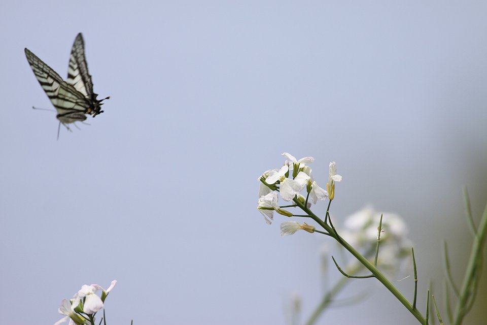 http://i.dcview.tw/gallery/201204/6bb5996dab5399330f0cfd3d9474903b.jpg