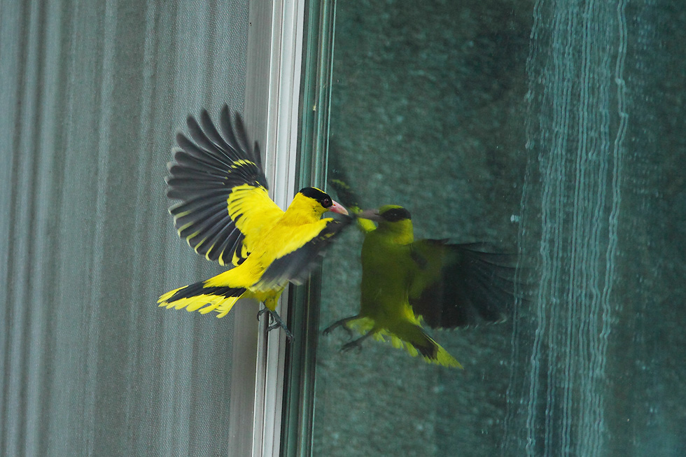 http://i.dcview.tw/gallery/201204/739f56f18fcab65432ac8699d79ab2a5.jpg