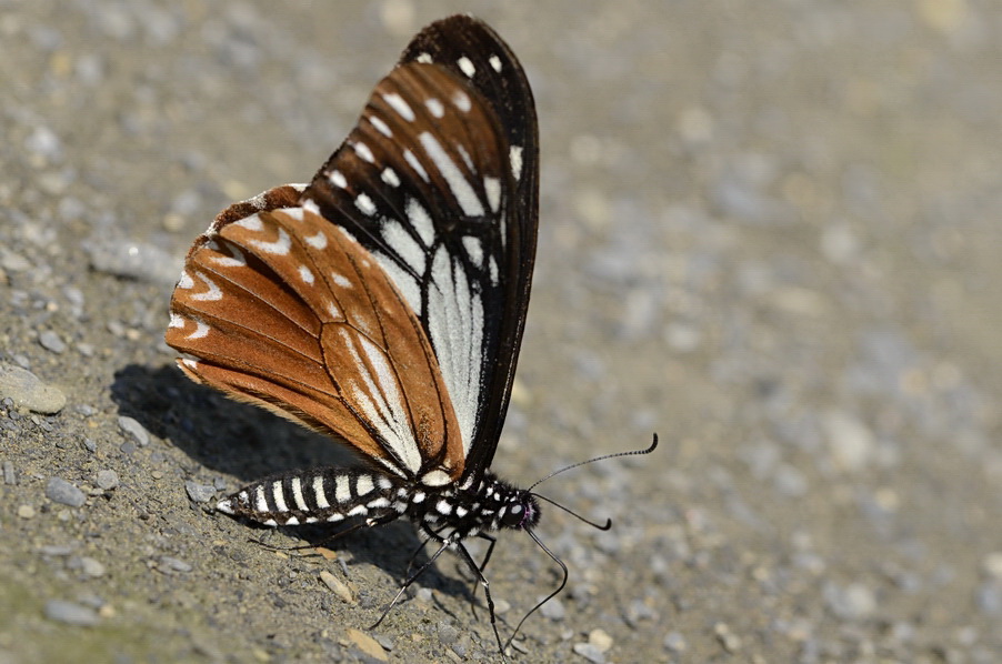 http://i.dcview.tw/gallery/201204/75fc4daace3780ddf7539b4736d7a303.jpg