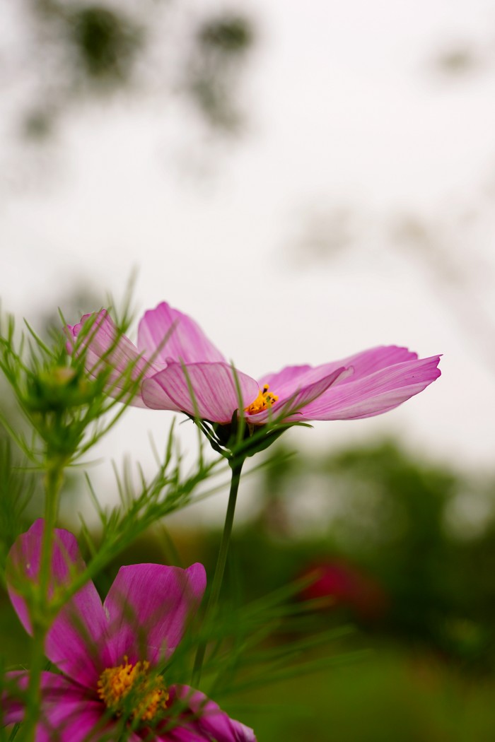 http://i.dcview.tw/gallery/201204/765c7b421d9b303302880a6f2334fae2.jpg