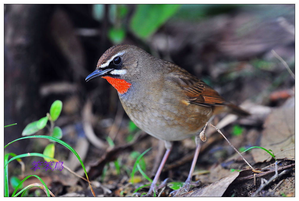 http://i.dcview.tw/gallery/201204/79743da2edd94766dfccdb3760a79396.jpg