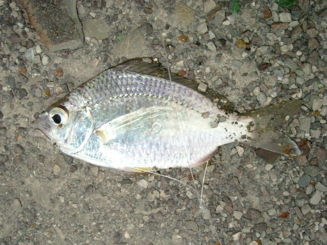 http://i.dcview.tw/gallery/201204/7d5a7354cba39370d00084f7581298dd.jpg