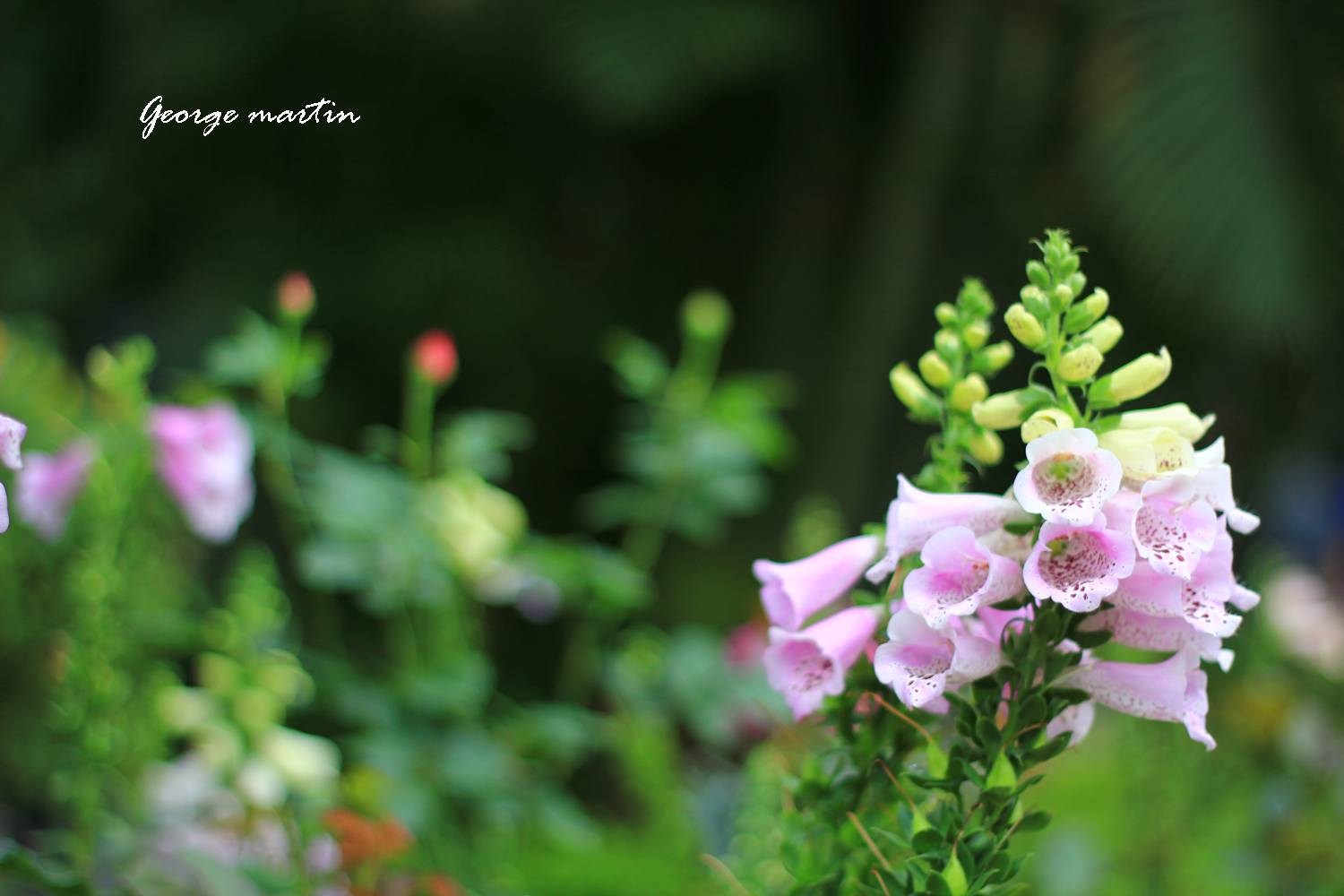 http://i.dcview.tw/gallery/201204/7f4376451639e8c4ea2e61a2f42510f1.jpg