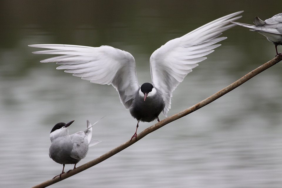 http://i.dcview.tw/gallery/201204/801d924240cdc4789129071d9bb03f7f.jpg