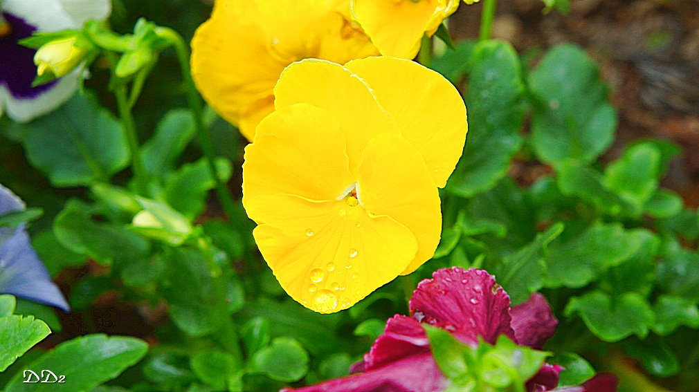 http://i.dcview.tw/gallery/201204/868349bfe17511613177dfefda8daf9f.jpg