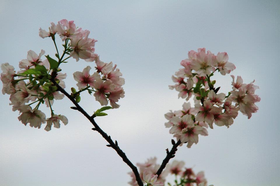 http://i.dcview.tw/gallery/201204/8a29a71a4237cfc050933a1448a0a400.jpg