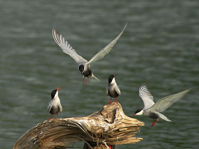http://i.dcview.tw/gallery/201204/8ee91bf84d0dcf77c867c71cef9ef721.jpg