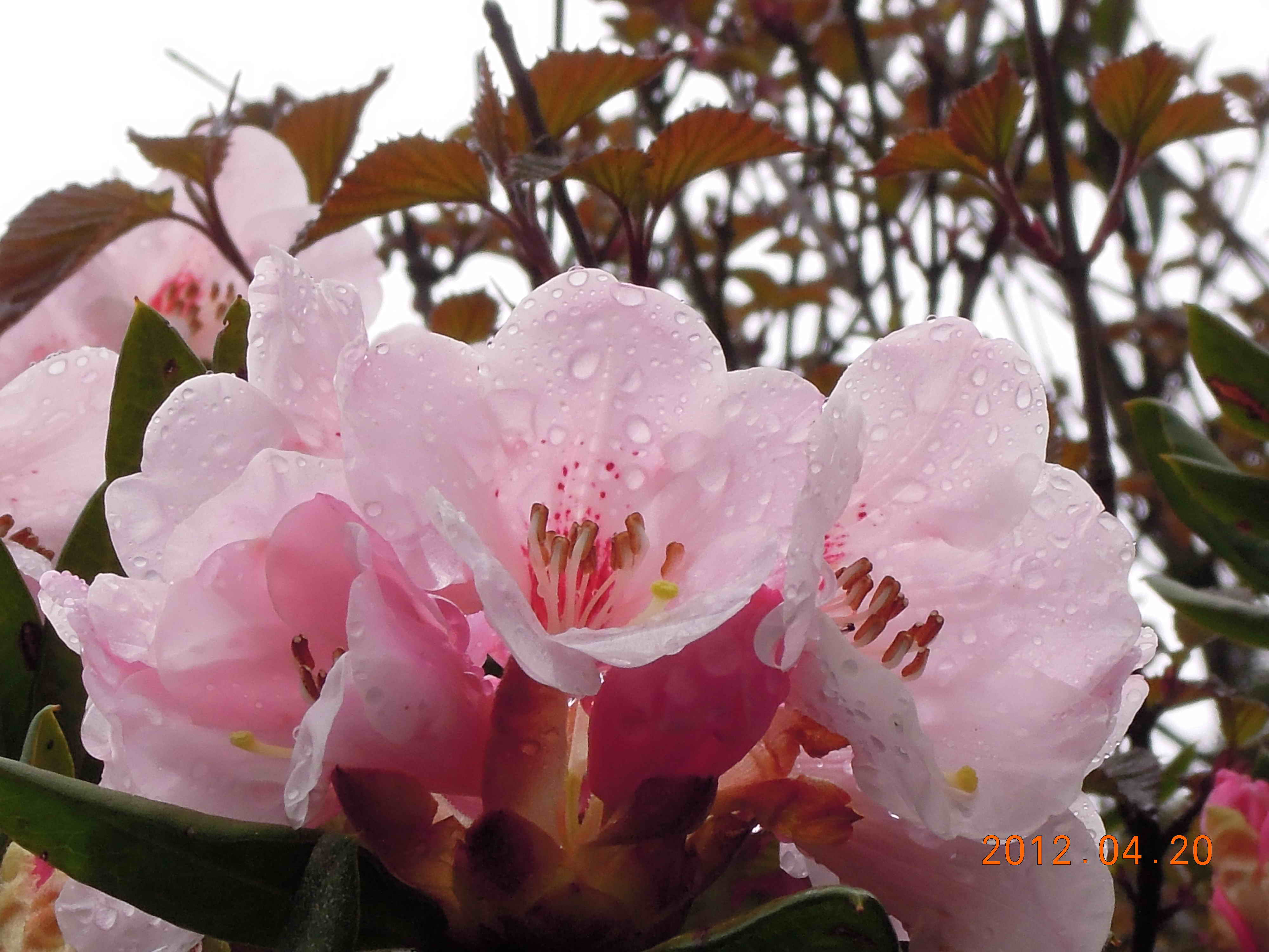 http://i.dcview.tw/gallery/201204/92318a800e5e9887417de62b97ce5610.jpg