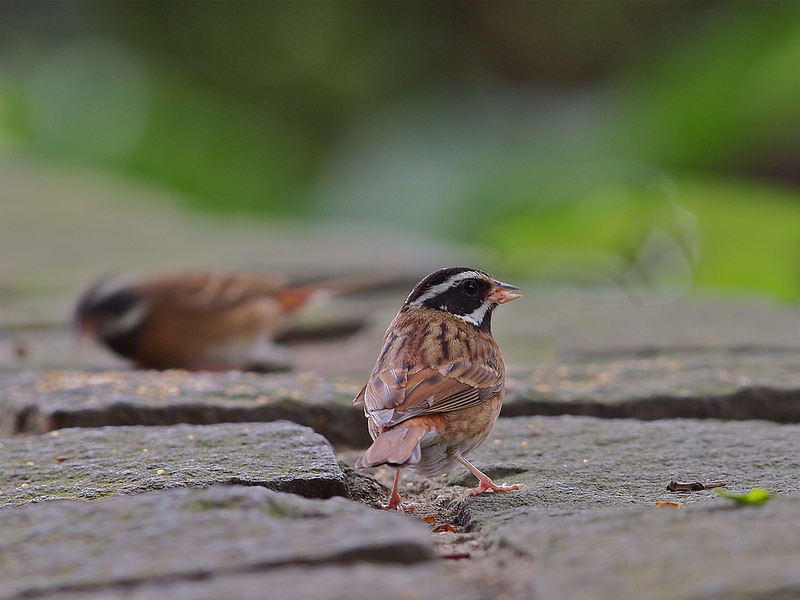 mainImg