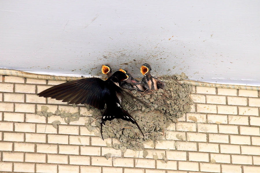 http://i.dcview.tw/gallery/201204/9968a1ae26df78edf700ada72a52f155.jpg
