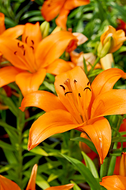 http://i.dcview.tw/gallery/201204/9a165edc47dbeec3617174a8c0aecc7a.jpg