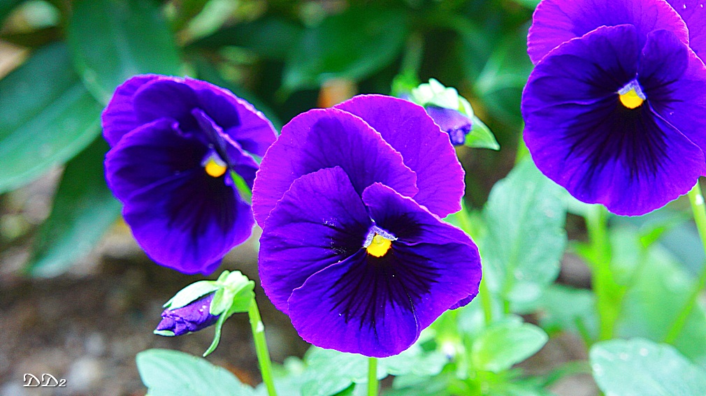 http://i.dcview.tw/gallery/201204/9c026f67c6e7bd556966724d6d66564b.jpg