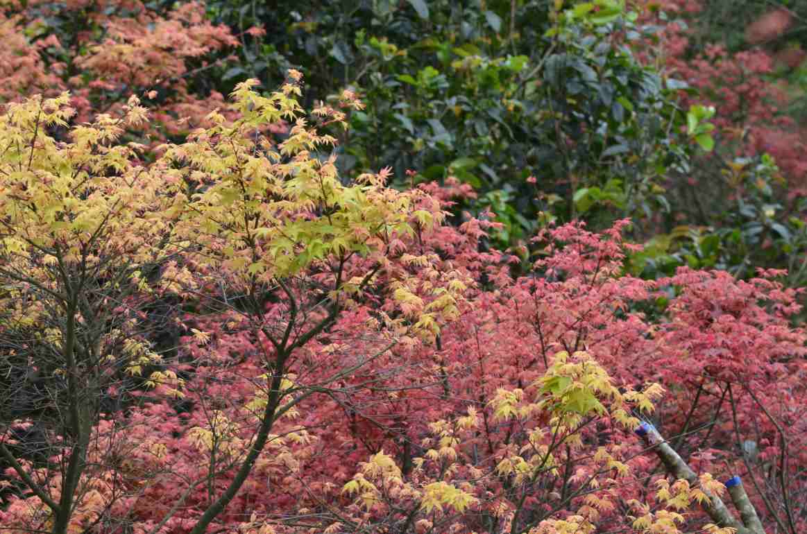 http://i.dcview.tw/gallery/201204/9ce290eb0cbe4c9412db3157ad810250.jpg