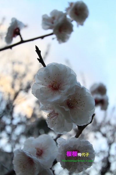 http://i.dcview.tw/gallery/201204/a24692fe9f6fddffec32df82af7662ea.jpg