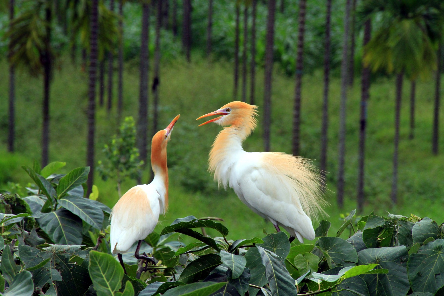 http://i.dcview.tw/gallery/201204/a272821b7cdf73ad375454c0dca79c0b.jpg