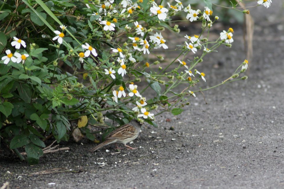 http://i.dcview.tw/gallery/201204/a31c622387e451bfd3fc7262bb42b5c5.jpg