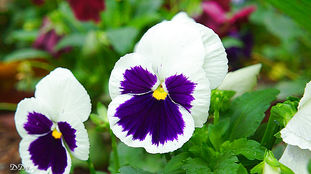 http://i.dcview.tw/gallery/201204/a762bae98581c3b41c3be56da3a1f29c.jpg