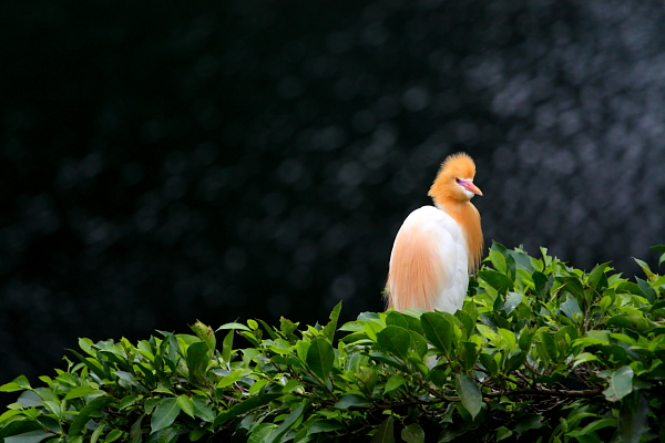 http://i.dcview.tw/gallery/201204/adf537449c9121480f87860e88cb5bd4.jpg
