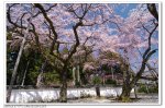 2012-日本關西-春櫻