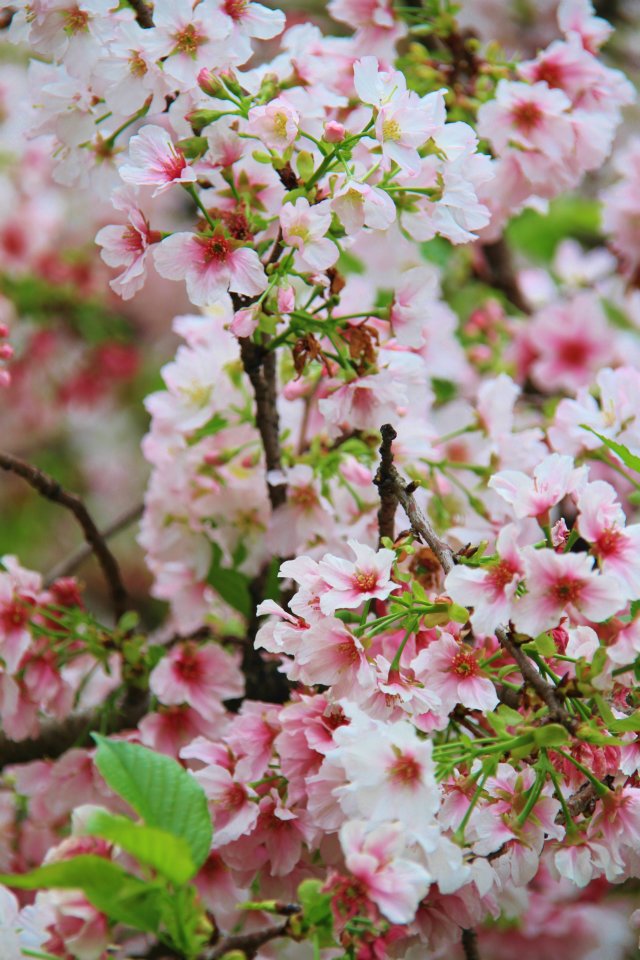 http://i.dcview.tw/gallery/201204/afc5e52cbbe2ea536206a90e1051b550.jpg