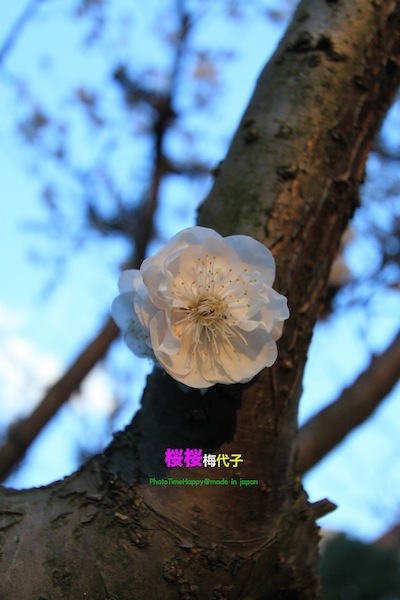 http://i.dcview.tw/gallery/201204/b72d7b8445870e70086d6e4cfffc8348.jpg