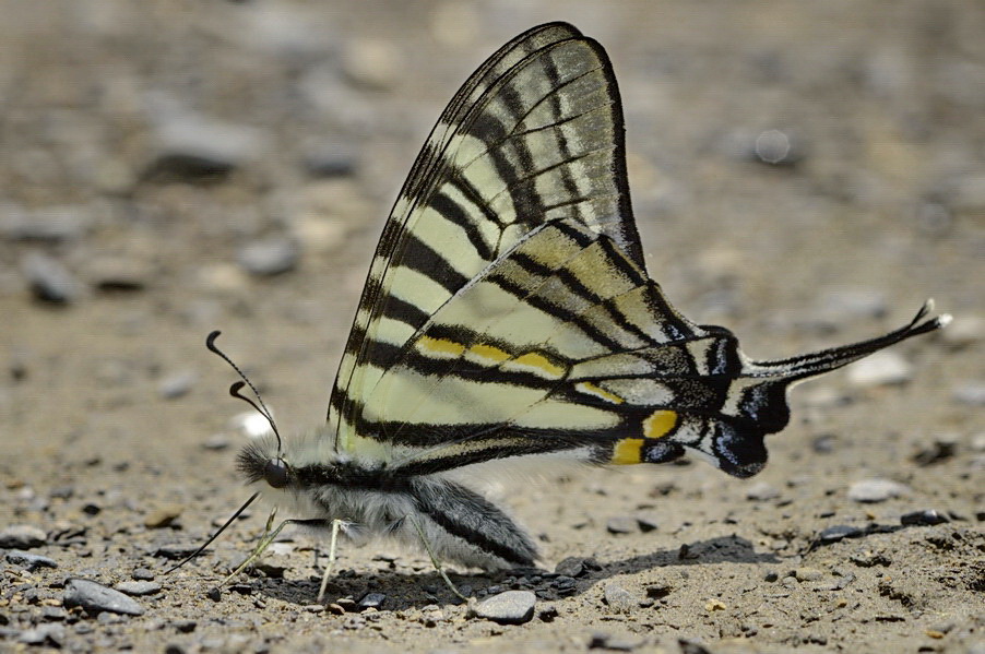 http://i.dcview.tw/gallery/201204/bb7e23392148121a8d5f25c86440640c.jpg
