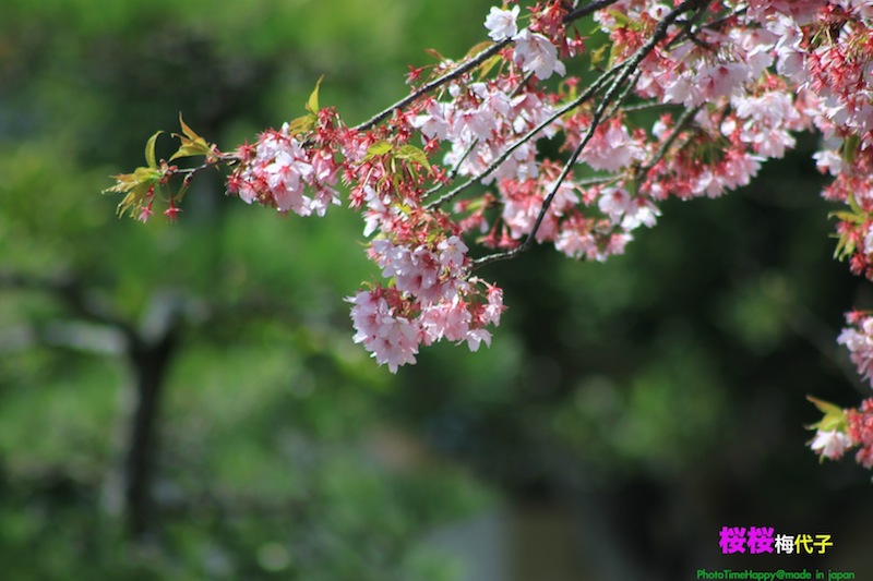 http://i.dcview.tw/gallery/201204/bfe1be0c452f9f5770450cd81e04e3d4.jpg