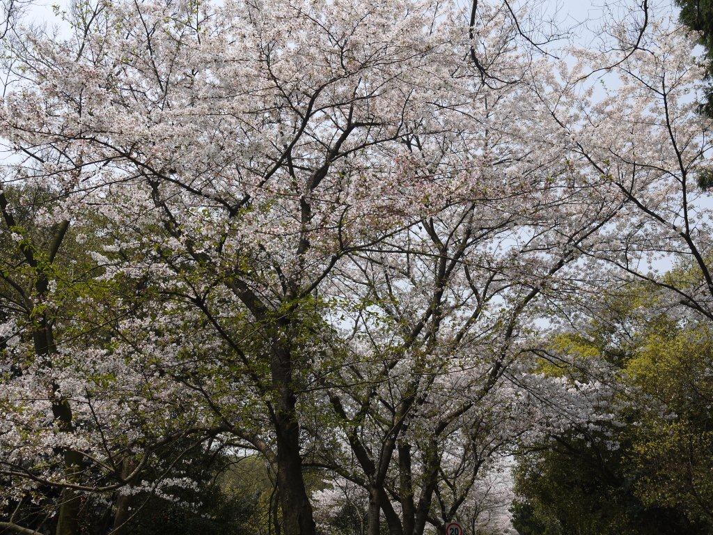 http://i.dcview.tw/gallery/201204/c01ea1f10b2689038f45074db68d5269.jpg