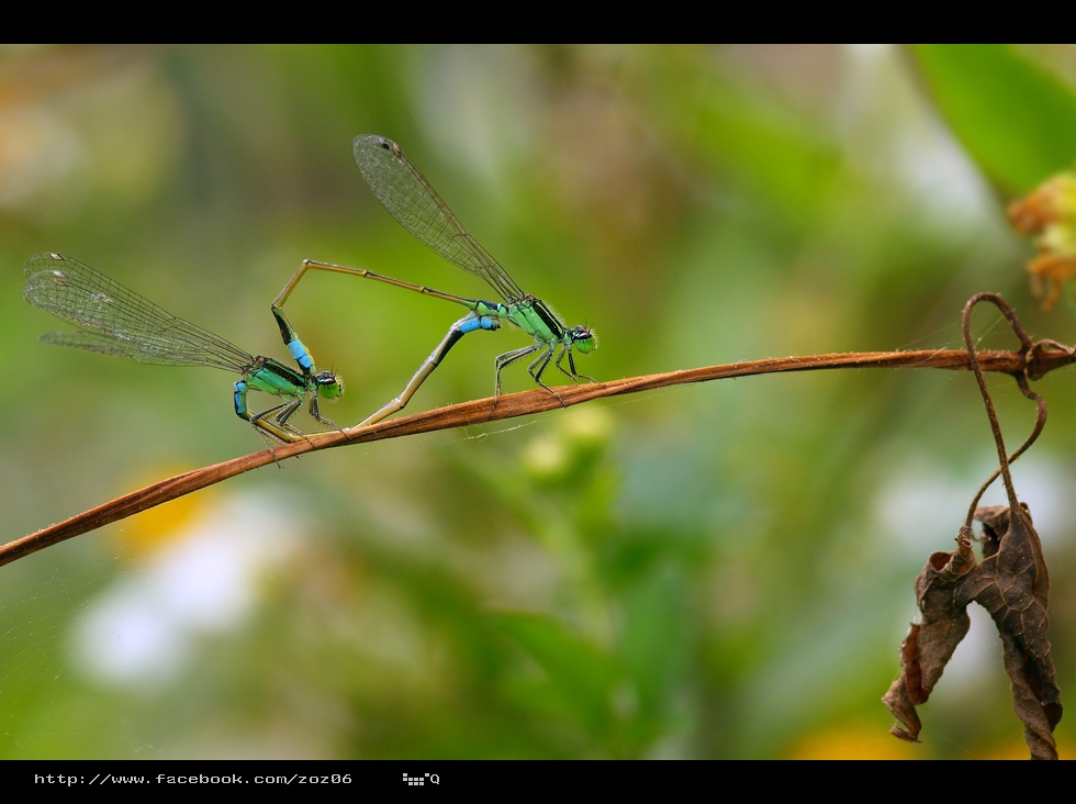 http://i.dcview.tw/gallery/201204/c43bfc075c5a66ce8ead5b4628561ea9.jpg