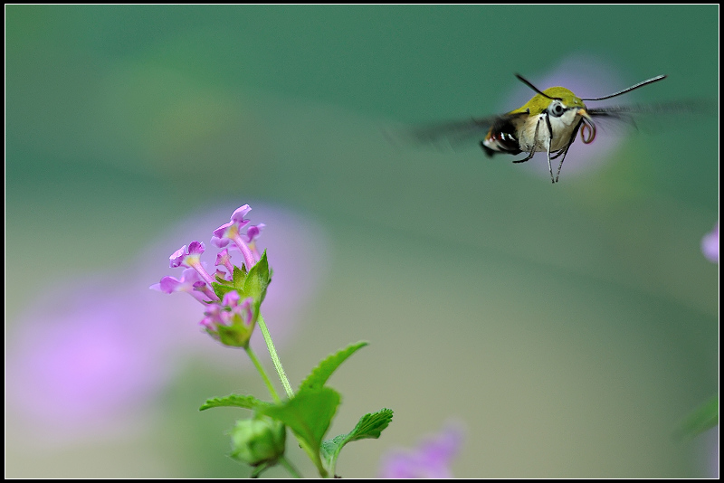 http://i.dcview.tw/gallery/201204/c4bf40703eb049d5575dc917b82bbae0.jpg