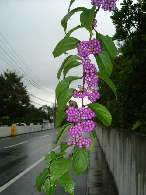 http://i.dcview.tw/gallery/201204/c9df995fa2c5768eeb8df8dba2c521dc.jpg