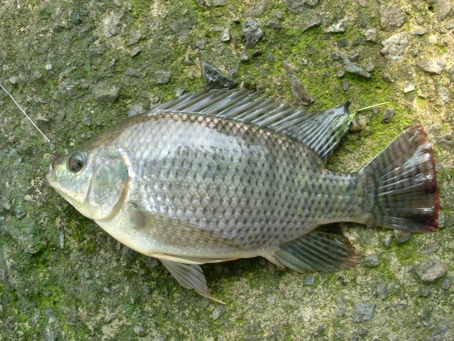 http://i.dcview.tw/gallery/201204/cc61e988d52674c674dc0445cfe0a137.jpg