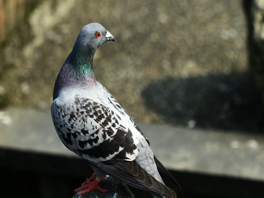http://i.dcview.tw/gallery/201204/ce04694436254ec9ec339d8b6f3d0c79.jpg