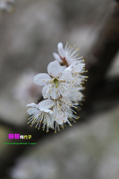 http://i.dcview.tw/gallery/201204/d5e186d905f92575d809eab8000883b0.jpg