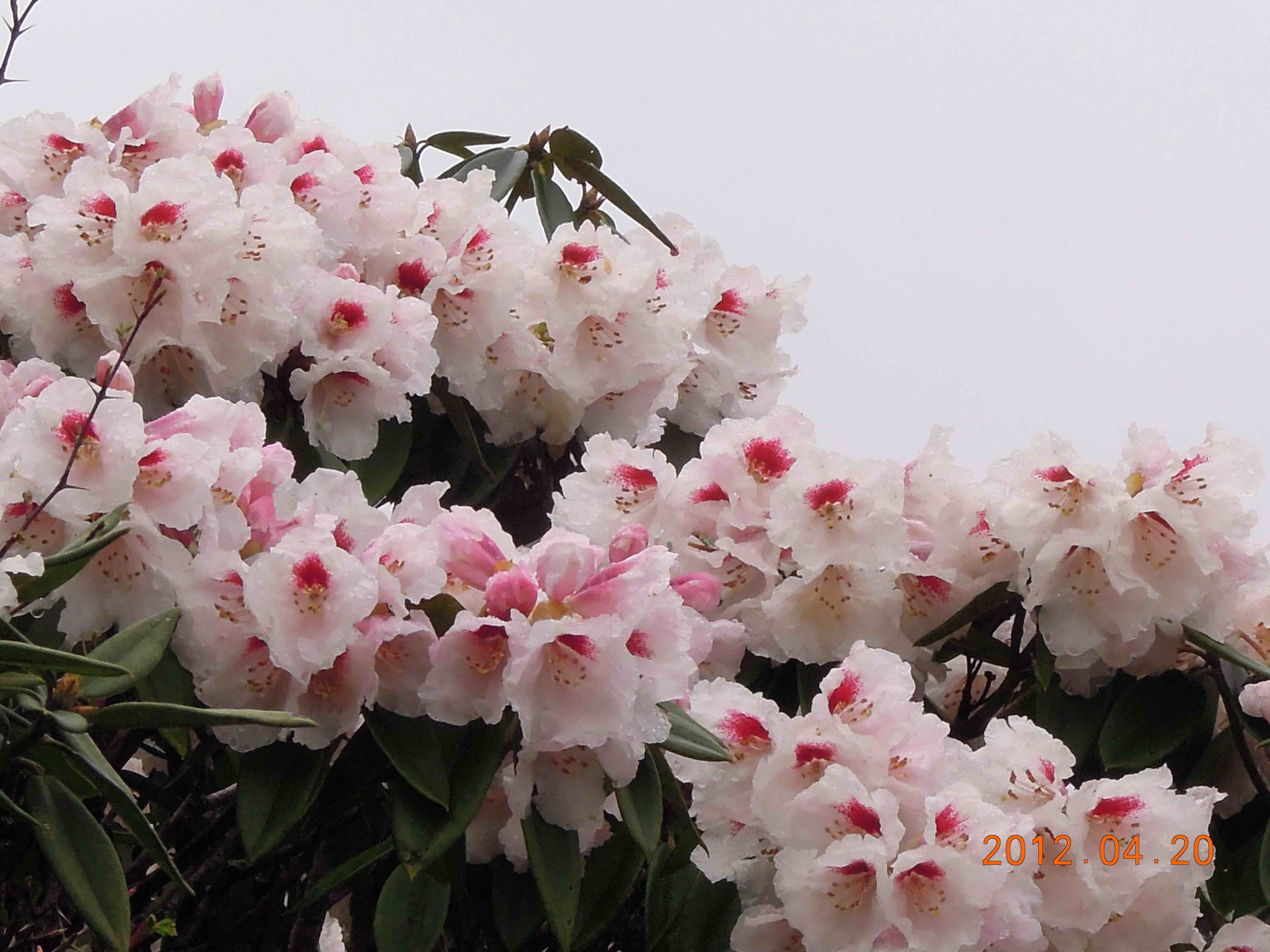 http://i.dcview.tw/gallery/201204/daecab8e873e0518cc3272146cea07c0.jpg