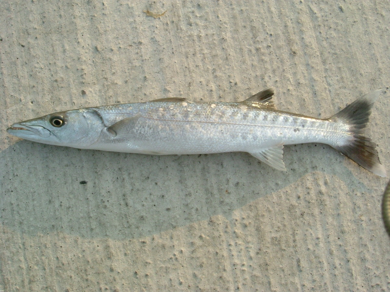 http://i.dcview.tw/gallery/201204/dcad2f239926edcef10c7ed215274801.jpg