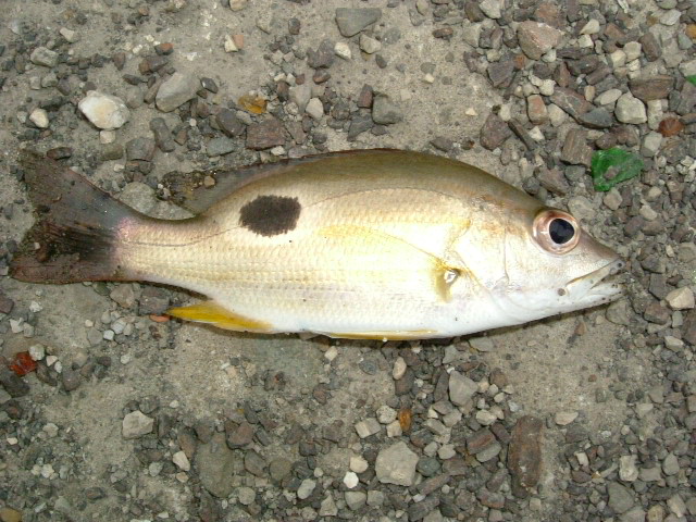 http://i.dcview.tw/gallery/201204/dd89826b21bfd430e1b2a34e1666b5dc.jpg
