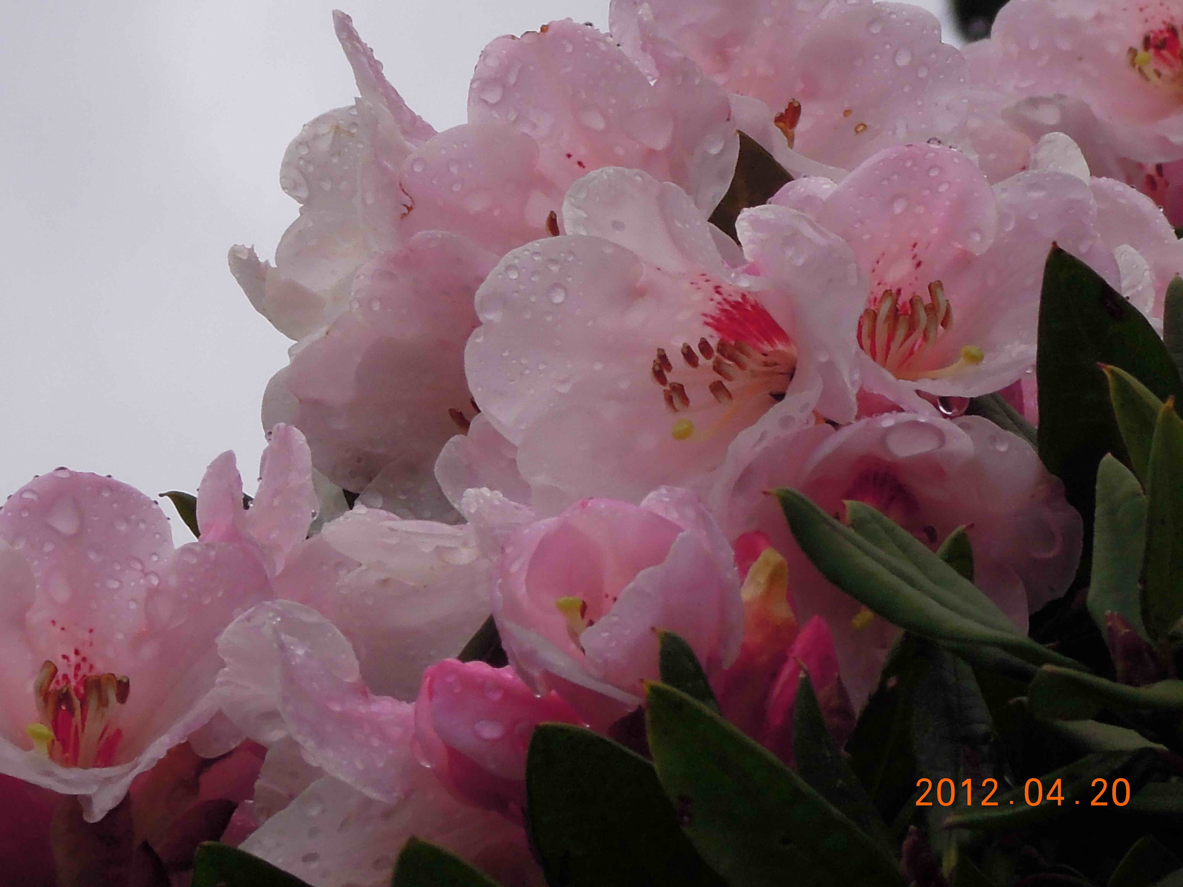 http://i.dcview.tw/gallery/201204/de9a3287fe3a6dbf5c66fe37160e7b40.jpg