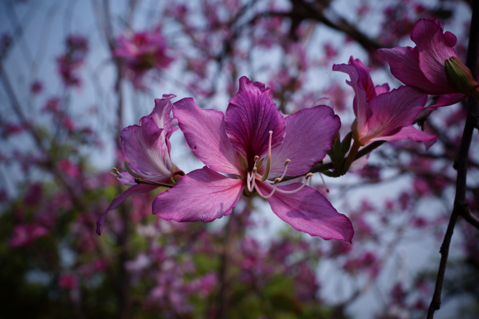 http://i.dcview.tw/gallery/201204/e2090b980194a749a59b457a3e378268.jpg