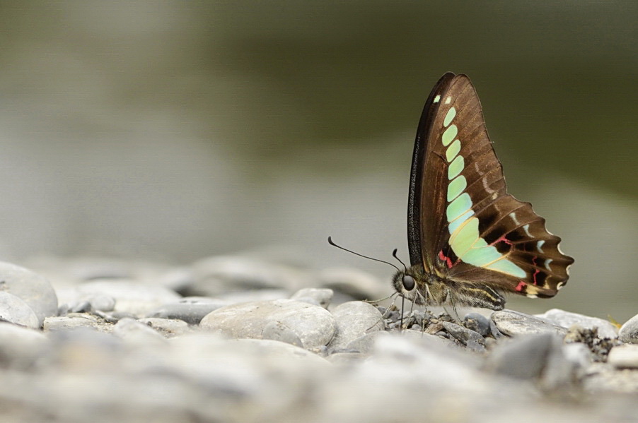 http://i.dcview.tw/gallery/201204/e3e2fd64b171535e0c92e0bbdbd66dc4.jpg