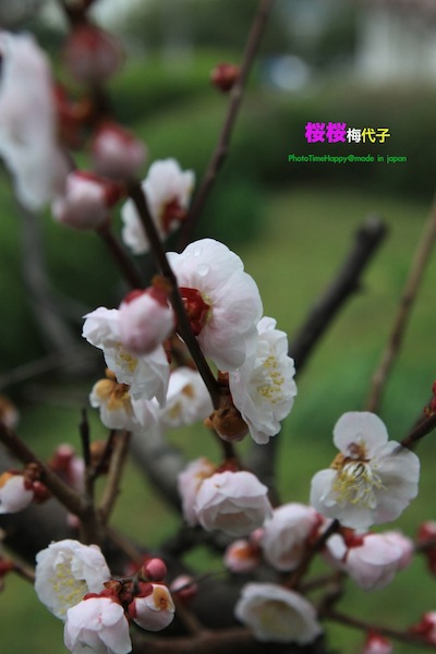 http://i.dcview.tw/gallery/201204/e5e1c4e76f62b5cfcd1dd701c996862e.jpg