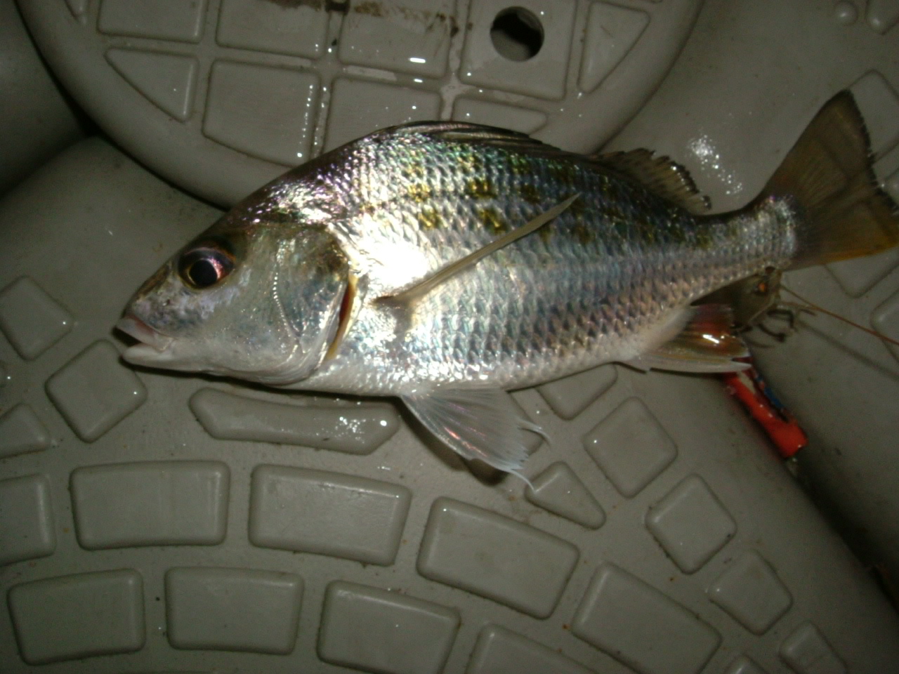 http://i.dcview.tw/gallery/201204/e7e5e9436f43f444c459597860d6d2e4.jpg