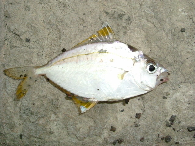 http://i.dcview.tw/gallery/201204/e9b7ef00f54761b41e0fed0c56a7deb7.jpg