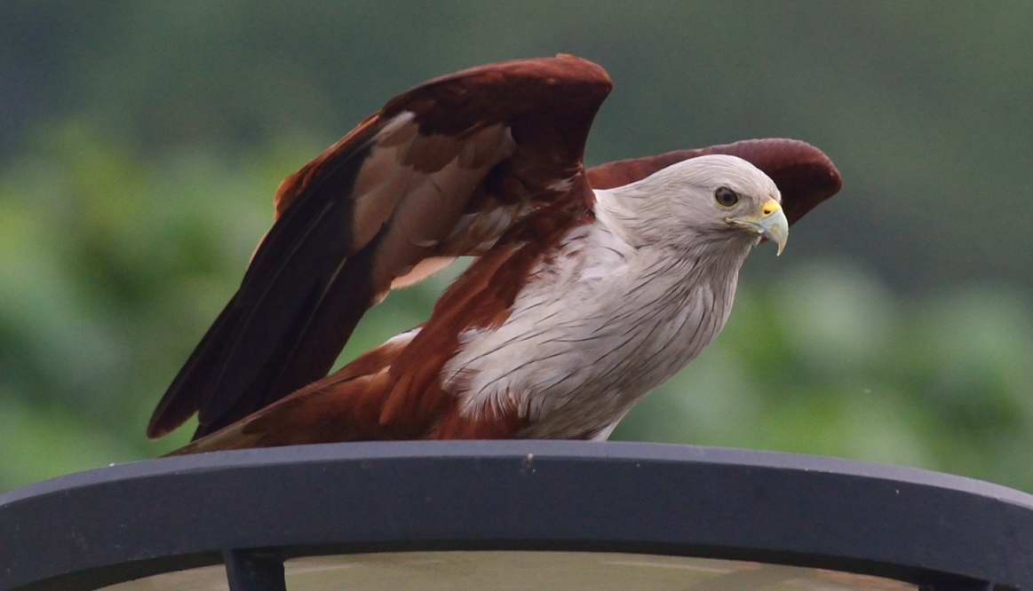 http://i.dcview.tw/gallery/201204/eb24cac9e9317ea9f6ca7cebe58babcc.jpg