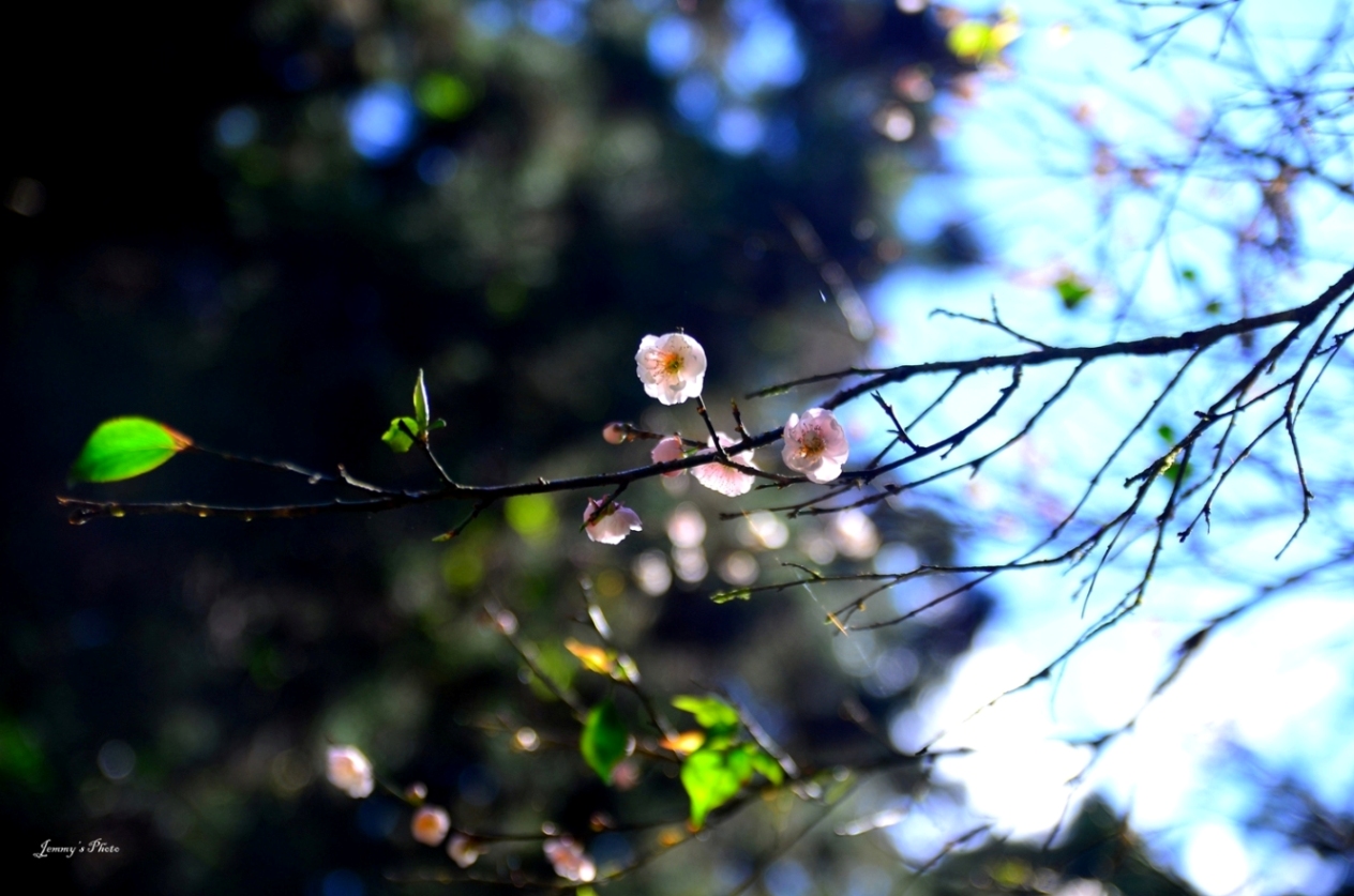 http://i.dcview.tw/gallery/201204/eb7f672942d7d0dbde9b0cd845e0390f.jpg