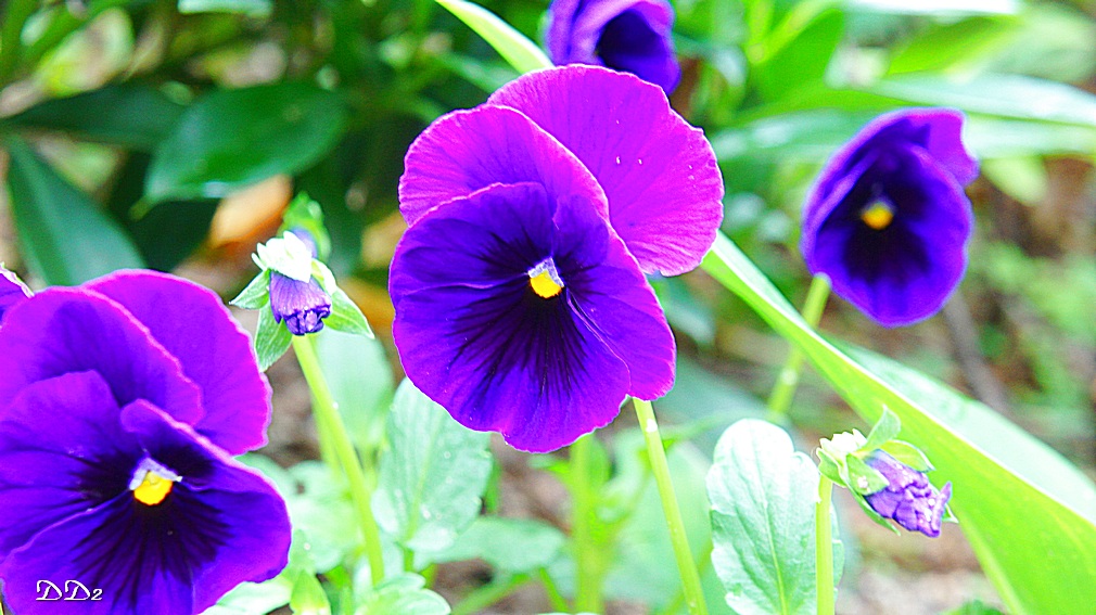 http://i.dcview.tw/gallery/201204/f02f5ed6d1de4e11c5ecd23d6a3d1df7.jpg