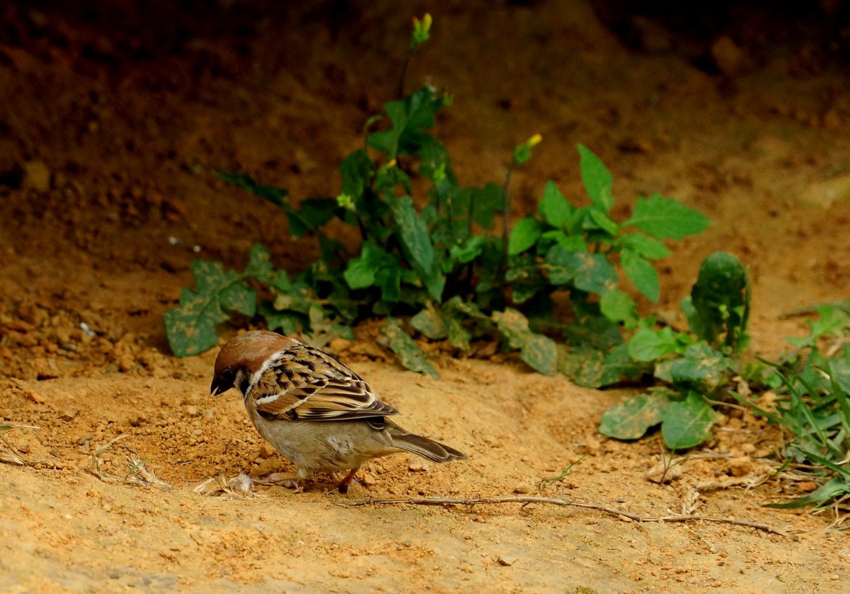 http://i.dcview.tw/gallery/201204/f0805235ac01aefa90ffb9aeea32eb23.jpg