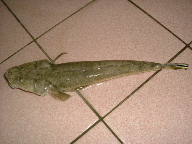 http://i.dcview.tw/gallery/201204/f1c5101783f3f0a38915ac867f6a02cd.jpg